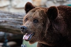 В российском городе ввели режим повышенной готовности из-за медведей