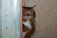 Депутаты предложили запретить животным ходить в кафе