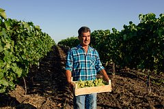 Россия возобновила закупки винограда у одной страны